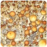 Псилоцибиновые (галлюциногенные)  грибы Psilocybin "Golden Teacher" в Саратове